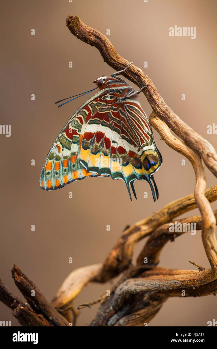 Pacha à deux queues, Foxy Charaxes jasius (Empereur), sur l'écorce Banque D'Images