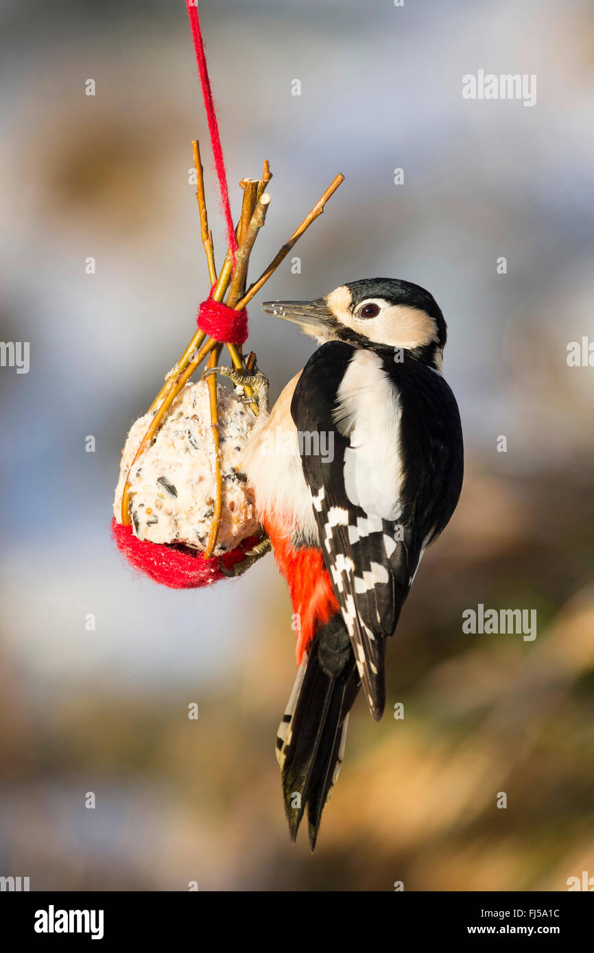 Great spotted woodpecker (Picoides major, Dendrocopos major), femme au foyer fait birdfeed dans un petit panier fait de brindilles de saule, Allemagne Banque D'Images