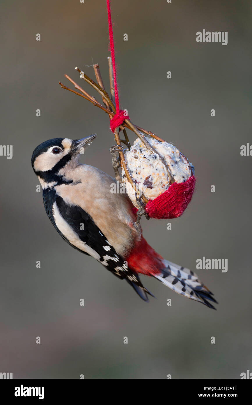 Great spotted woodpecker (Picoides major, Dendrocopos major), femme au foyer fait birdfeed dans un petit panier fait de brindilles de saule, Allemagne Banque D'Images