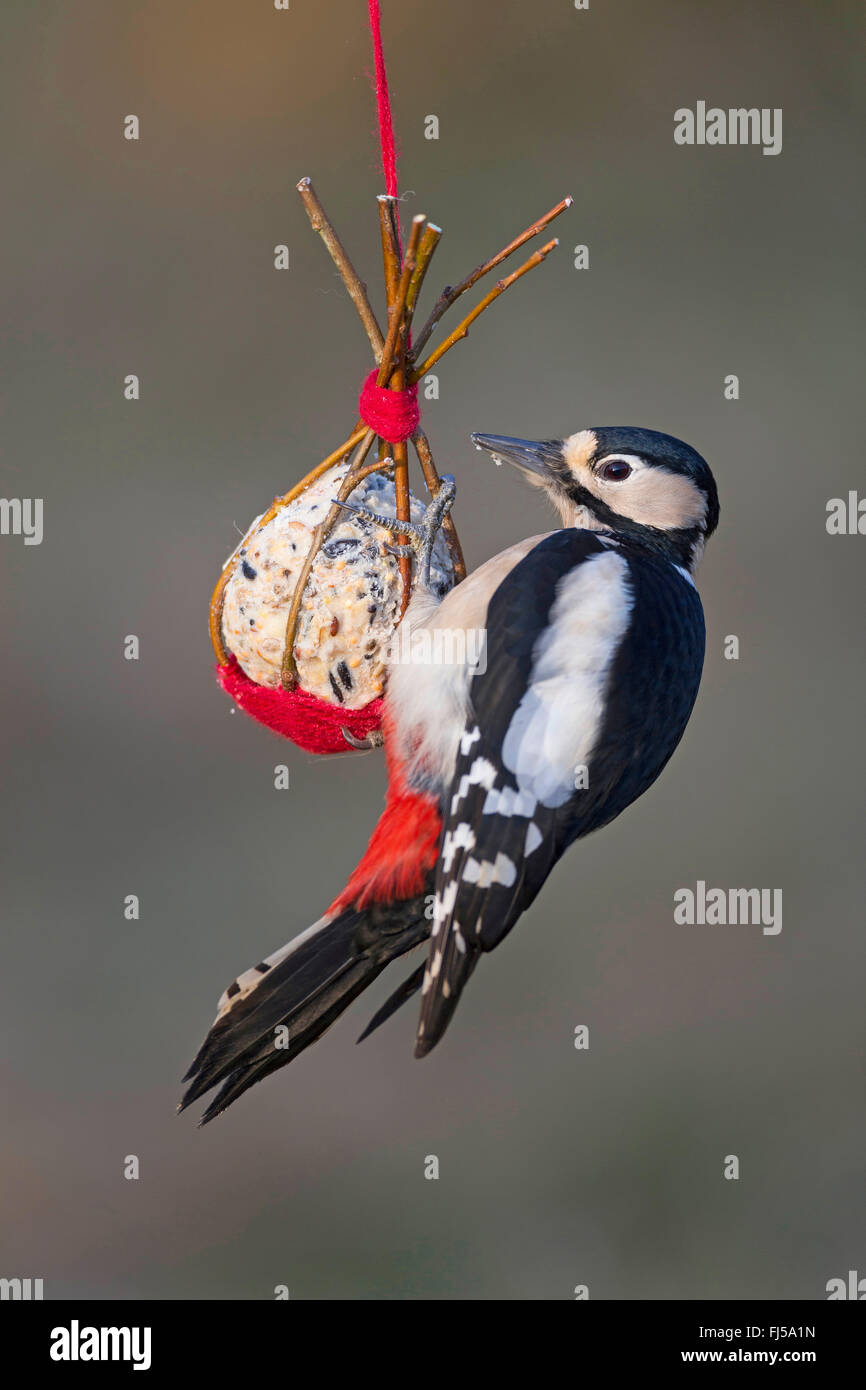 Great spotted woodpecker (Picoides major, Dendrocopos major), femme au foyer fait birdfeed dans un petit panier fait de brindilles de saule, Allemagne Banque D'Images