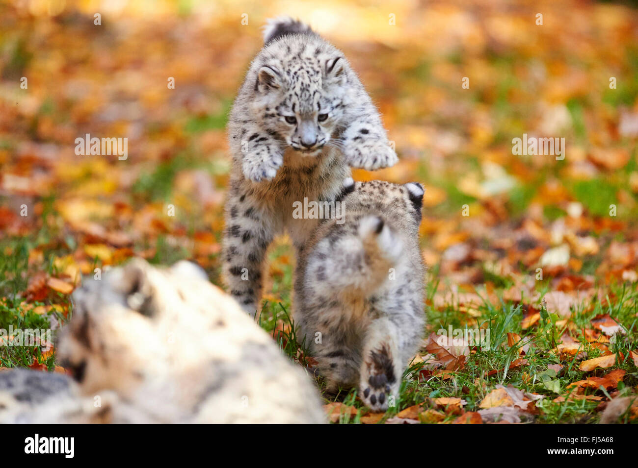Léopard des neiges (Uncia uncia, Panthera uncia), deux petits léopards en automne feuillage romping Banque D'Images