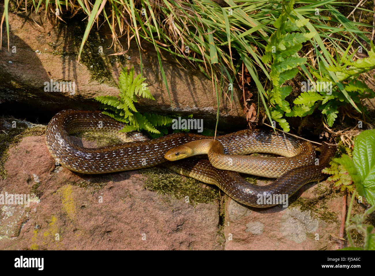 Aesculapian snake (Elaphe longissima, Zamenis longissimus), un bain de soleil dans un mur sec, l'Allemagne, l'Odenwald, Hirschhorn am Neckar Banque D'Images