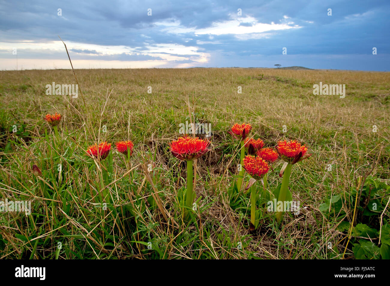 Lily de sang, cape tulip (Haemanthus katherinae, Scadoxus multiflorus ssp. katherinae), fleurs de lys de sang à Savannah, Kenya, Masai Mara National Park Banque D'Images