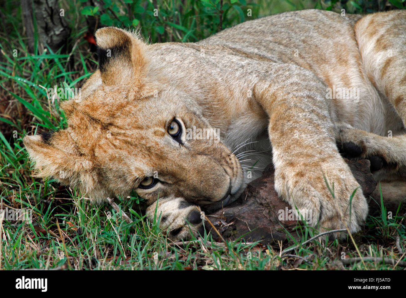 Lion (Panthera leo), Cub avec une partie de la proie, Kenya, Masai Mara National Park Banque D'Images