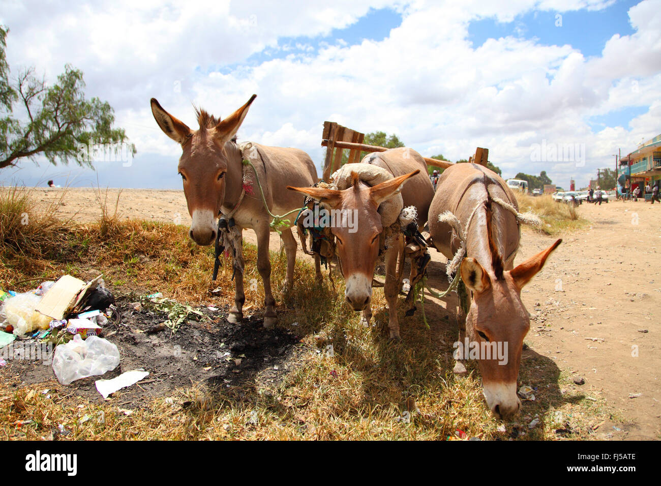 L'âne domestique (Equus asinus asinus), trois ânes de bât lors d'une route, Kenya Banque D'Images