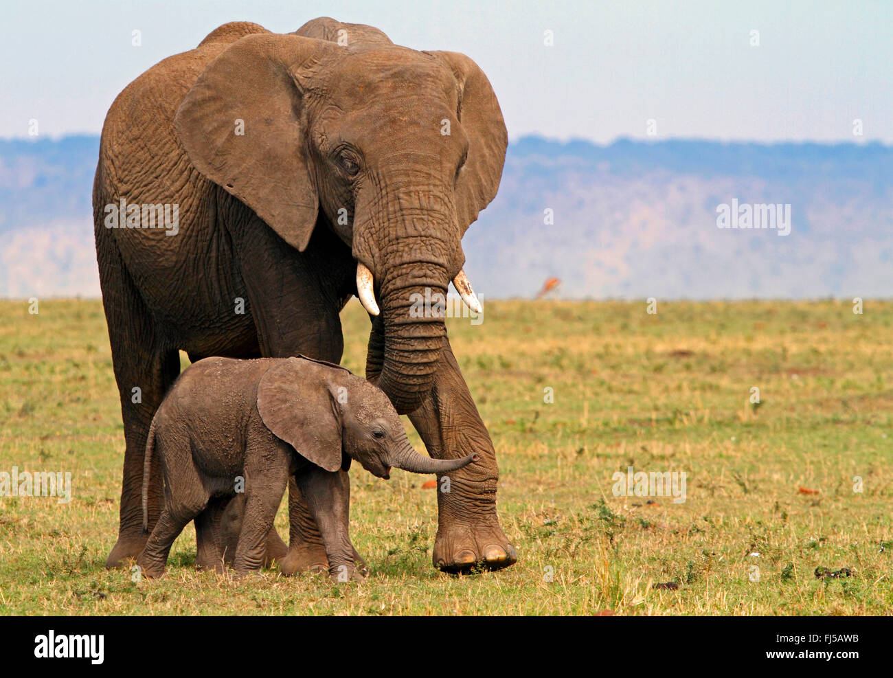 L'éléphant africain (Loxodonta africana), Femme avec elephant calf, Kenya, Masai Mara National Park Banque D'Images