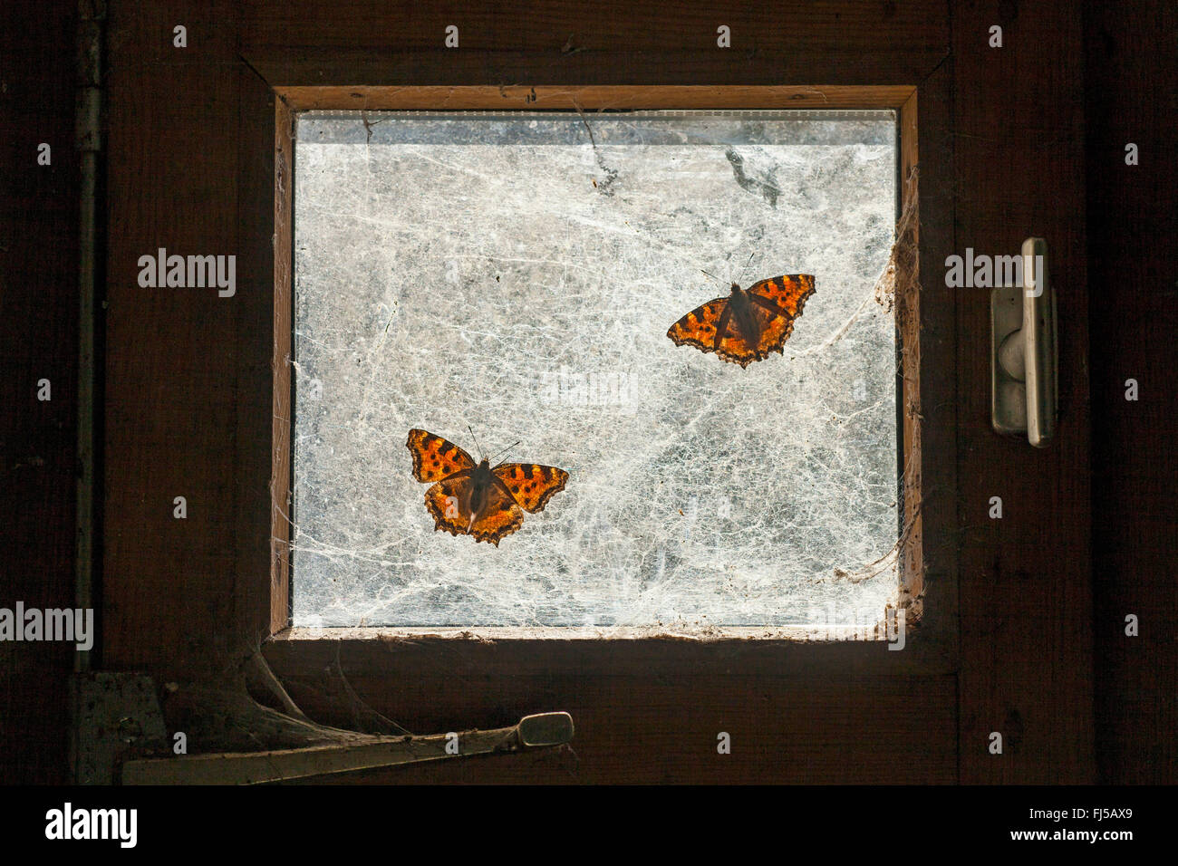 (Nymphalis polychloros grande écaille, Vanessa polychloros), deux grandes écaille sur une vieille fenêtre, Allemagne, Rhénanie-Palatinat Banque D'Images
