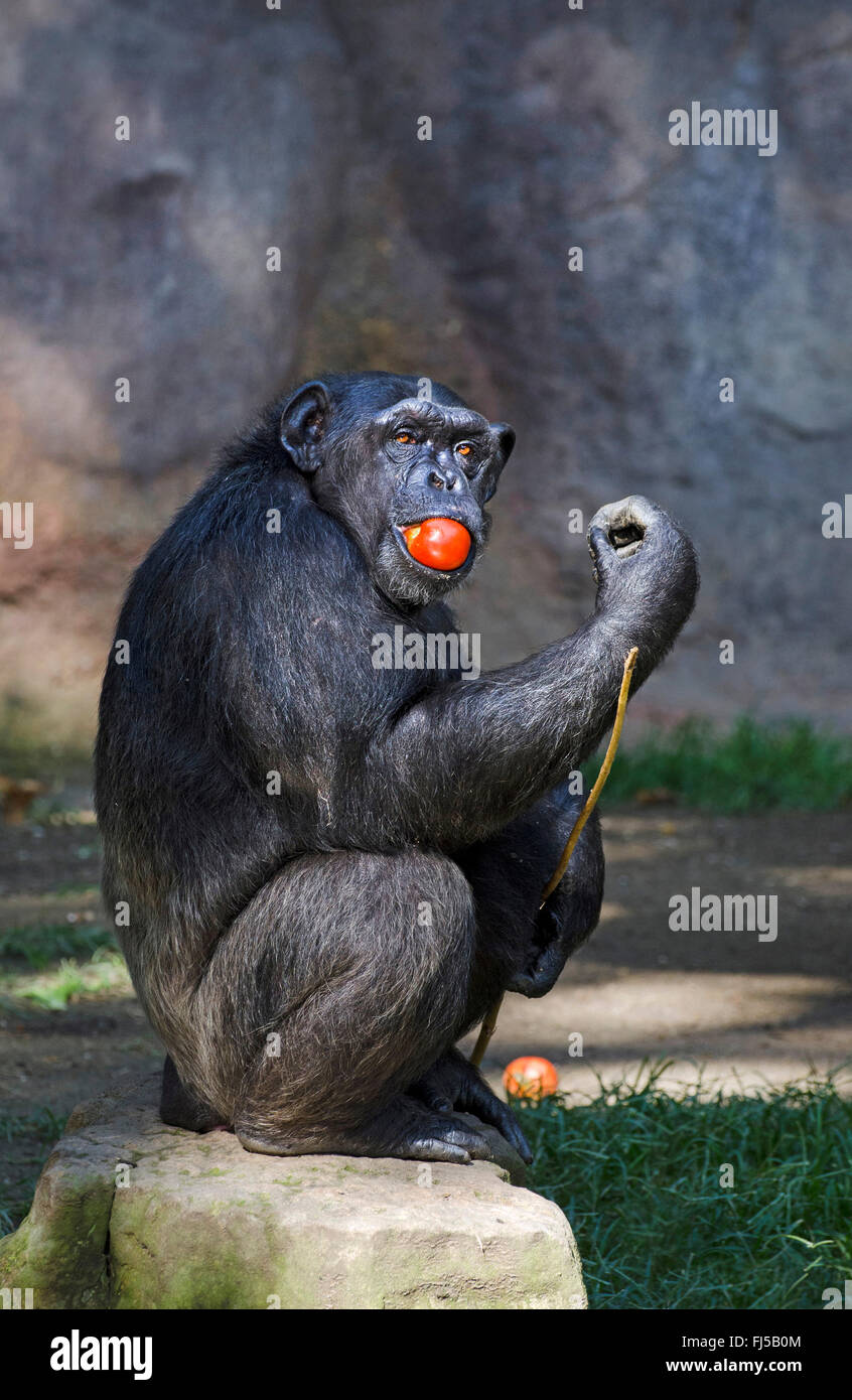 (Pan troglodytes chimpanzé commun), avec de la tomate dans sa bouche Banque D'Images