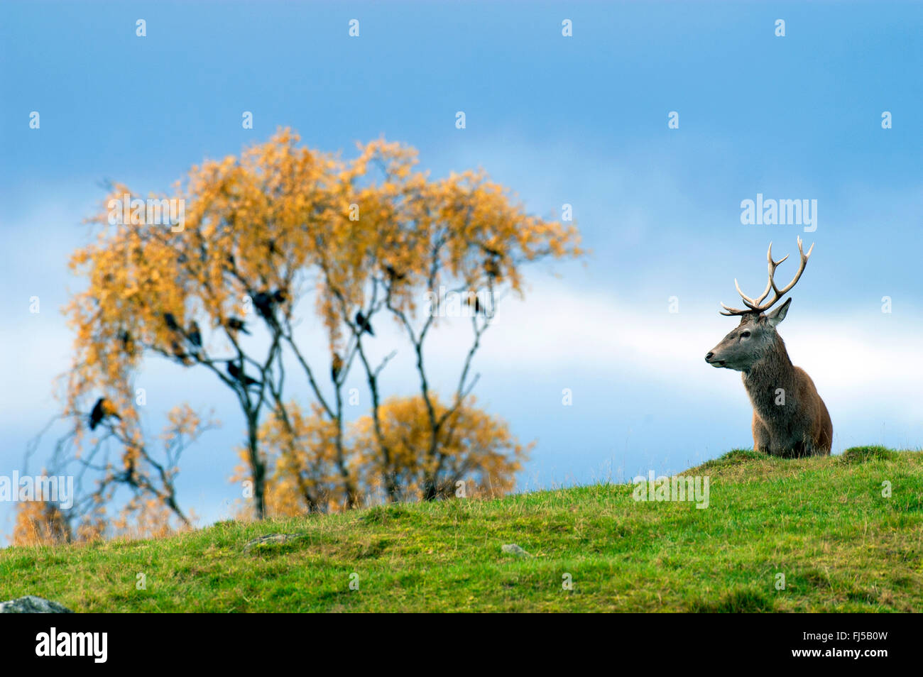 Red Deer (Cervus elaphus), stag dans un pré, Royaume-Uni, Ecosse, le Parc National de Cairngorms Banque D'Images