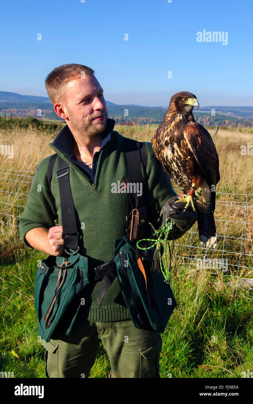 Harris (Parabuteo unicinctus'hawk), l'homme de la chasse avec Harris hawk, Royaume-Uni, Ecosse, Highlands Banque D'Images