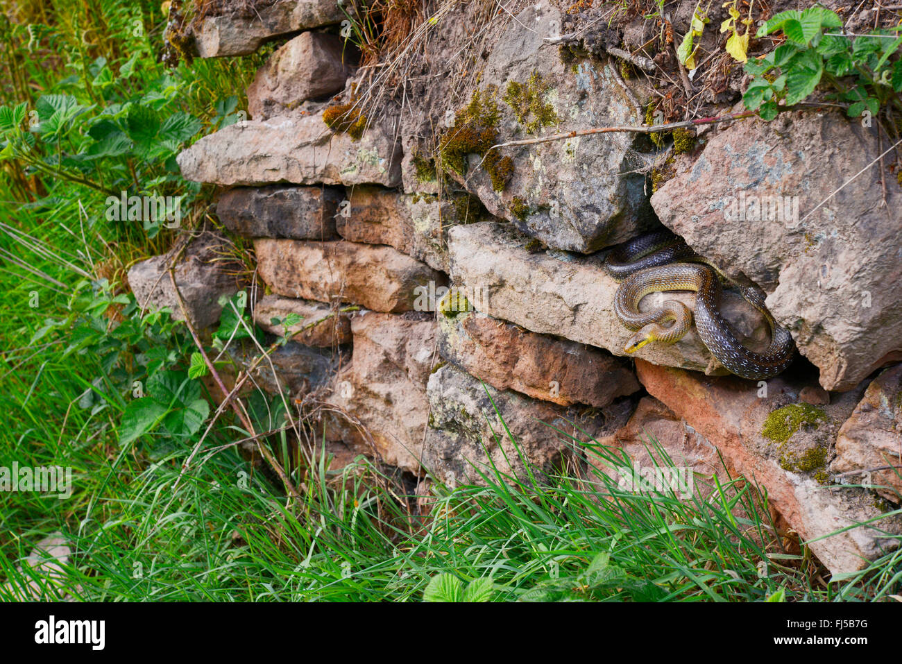 Aesculapian snake (Elaphe longissima, Zamenis longissimus), un bain de soleil dans un mur sec, l'Allemagne, l'Odenwald, Hirschhorn am Neckar Banque D'Images