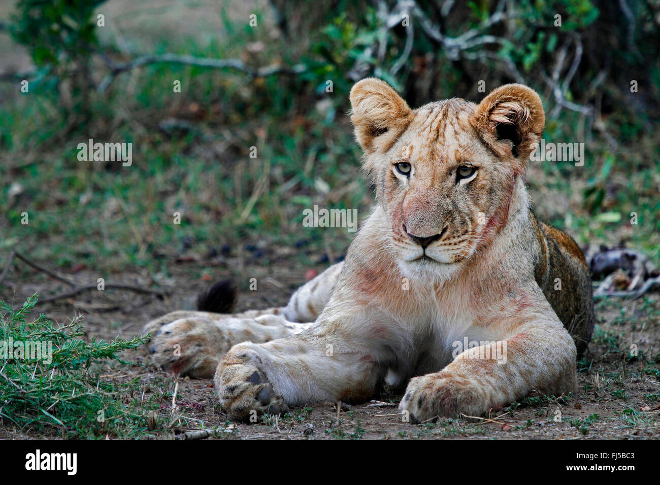 Lion (Panthera leo), le mensonge lionne, Kenya, Masai Mara National Park Banque D'Images