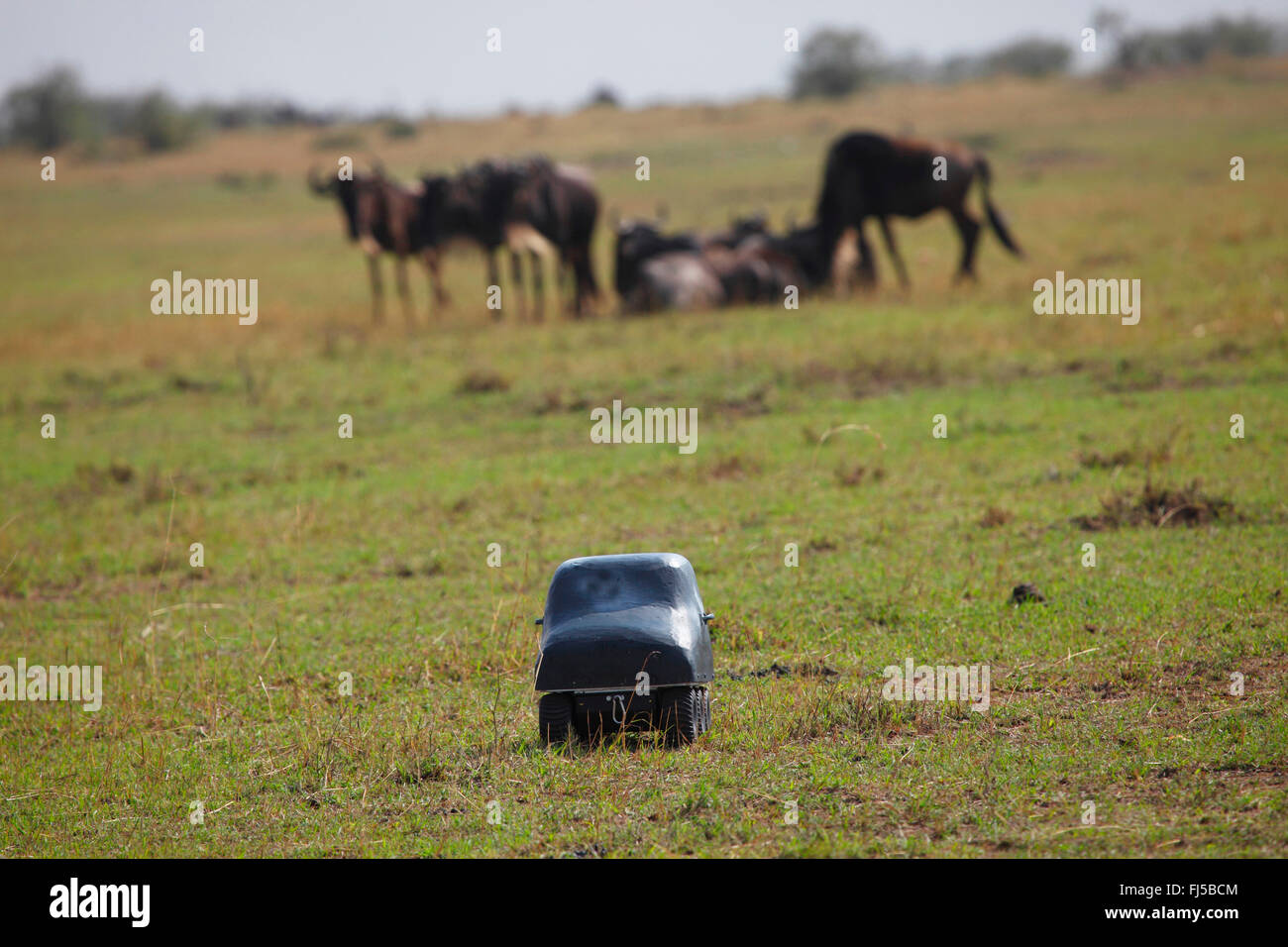 Le Gnou (Connochaetes taurinus barbu) albojubatus, remate-caméra contrôlée avec des bisons dans l'arrière-plan, Kenya, Masai Mara National Park Banque D'Images