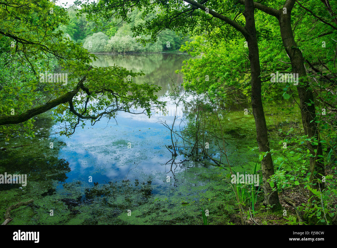 Lac de stockage, Thuelsfeld, Basse-Saxe, Allemagne, Thuelsfelde Friesoythe Banque D'Images