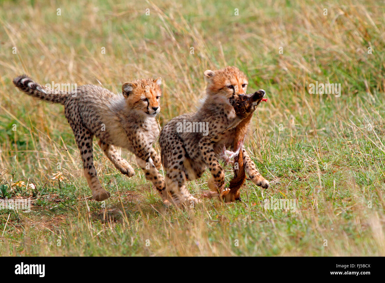 Le Guépard (Acinonyx jubatus), deux oursons se quereller pour proie, Kenya, Masai Mara National Park Banque D'Images