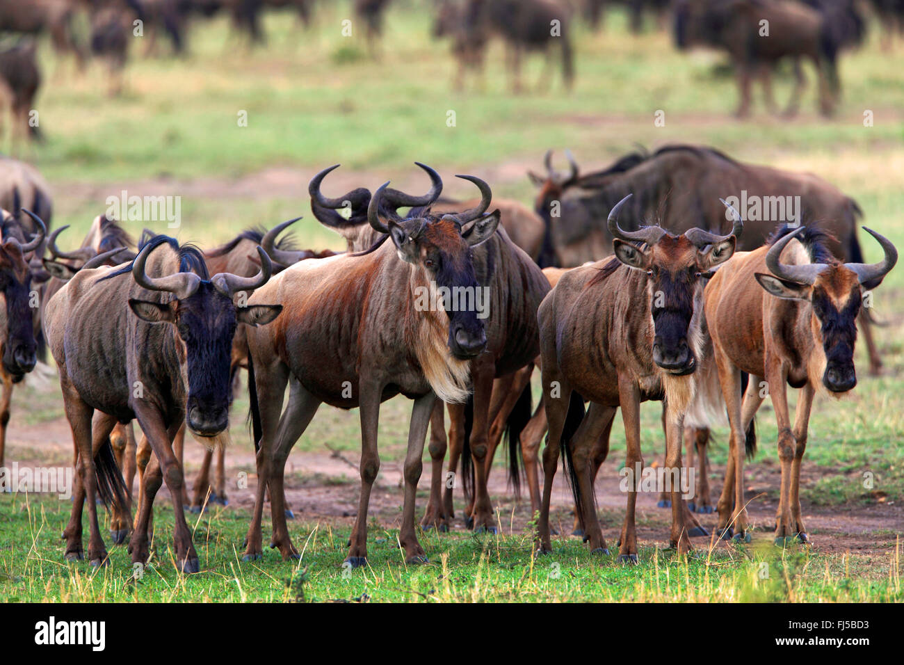 Le Gnou (Connochaetes taurinus barbu albojubatus), la migration de troupeau, Kenya, Masai Mara National Park Banque D'Images