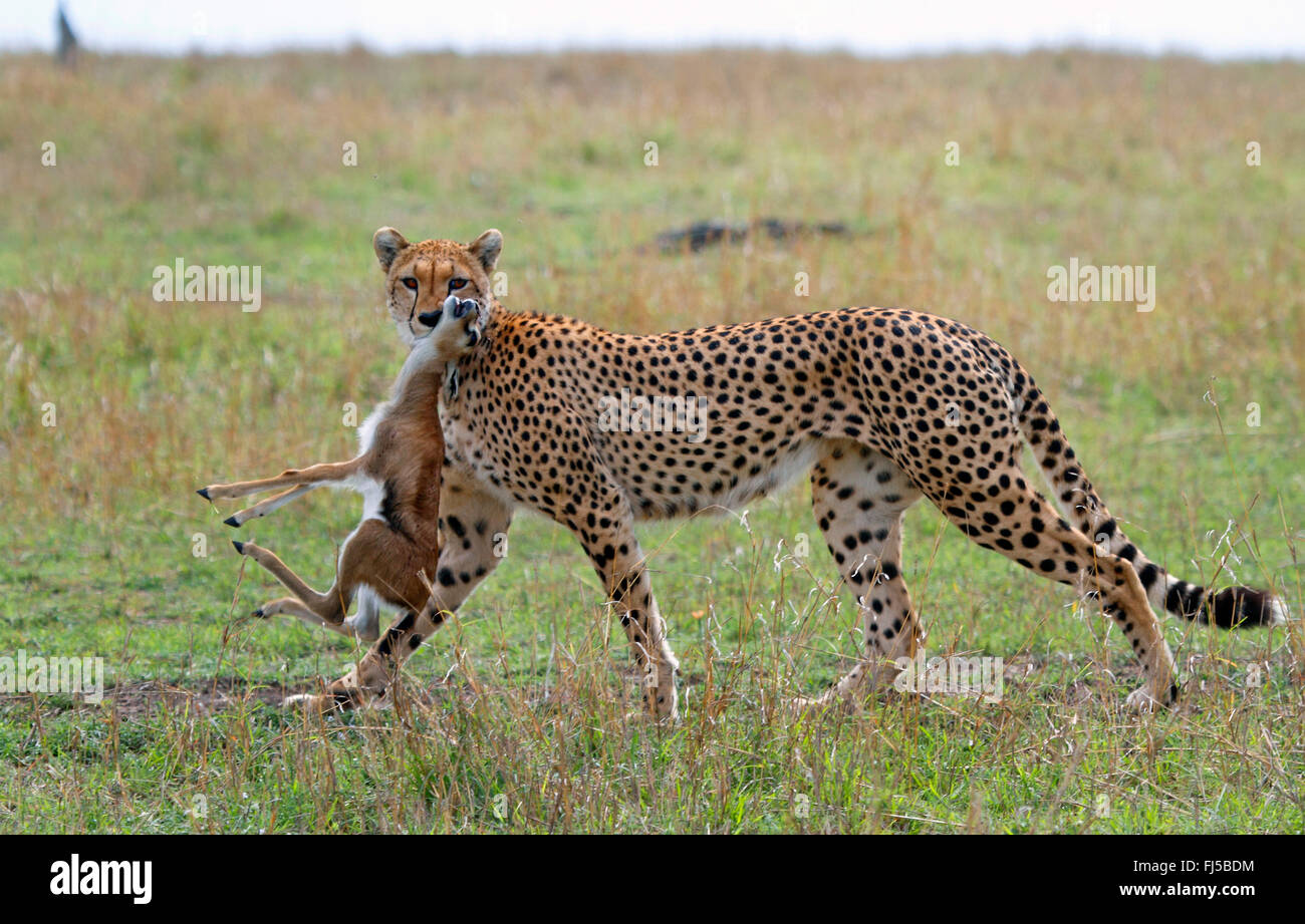 Le Guépard (Acinonyx jubatus), pris avec les jeunes antilopes, Kenya, Masai Mara National Park Banque D'Images