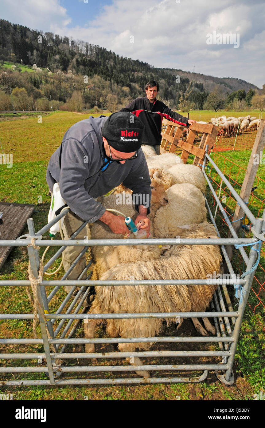 Le mouton domestique (Ovis ammon aries. f), l'engorgement des moutons sont vaccinés, la vaccination orale, l'Allemagne, Bade-Wurtemberg, Forêt-Noire Banque D'Images