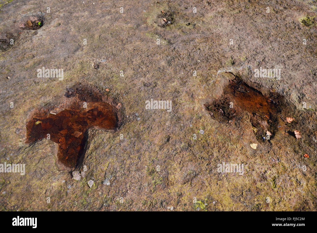 Empreintes de dinosaures dans le grès, l'ALLEMAGNE, Basse-Saxe, Sandsteinbrueche Obernkirchener, Wiesbaden Banque D'Images