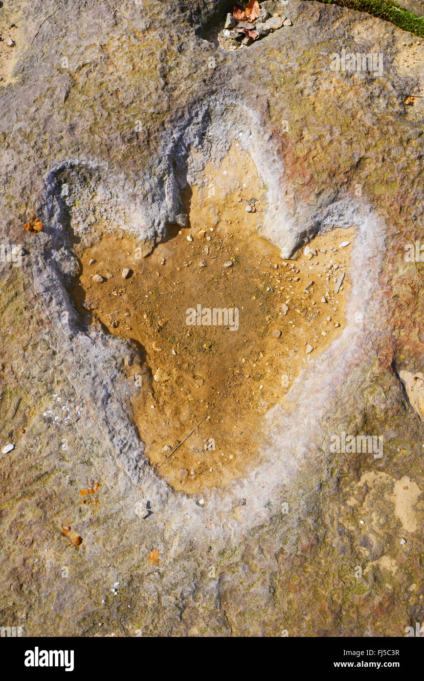 L'empreinte fossile d'un dinosaure sur le grès, l'ALLEMAGNE, Basse-Saxe, Sandsteinbrueche Obernkirchener, Wiesbaden Banque D'Images