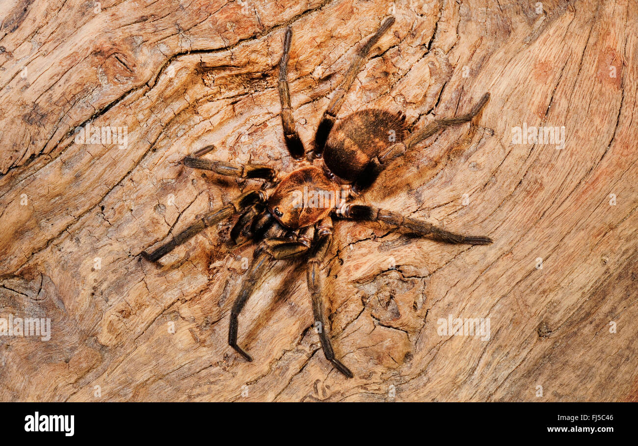 Trapdoor spider, trapdoor araignées (Acanthogonatus spec.), trapdoor spider du Chili, Chili Banque D'Images