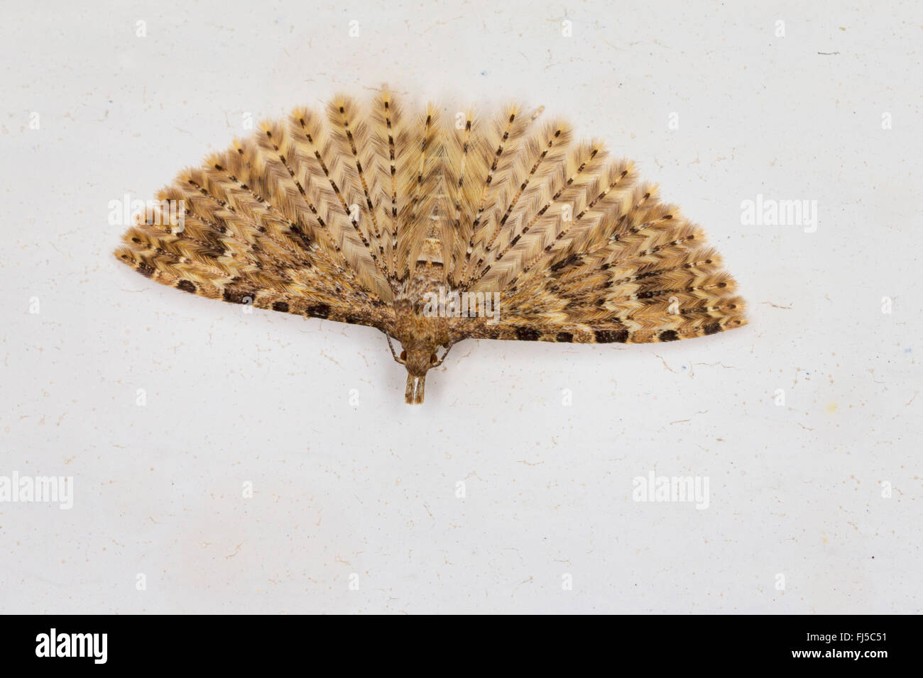 Vingt-plume Moth, vingt plume moth, vingt-papillon à plumes, beaucoup de plumes-moth (Alucita hexadactyla, Alucita hexadactyla polydactyla, Phalaena), l'hibernation dans la chambre, Allemagne Banque D'Images