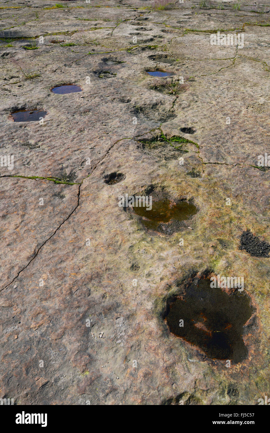 Empreintes de dinosaures dans le grès, l'ALLEMAGNE, Basse-Saxe, Sandsteinbrueche Obernkirchener, Wiesbaden Banque D'Images