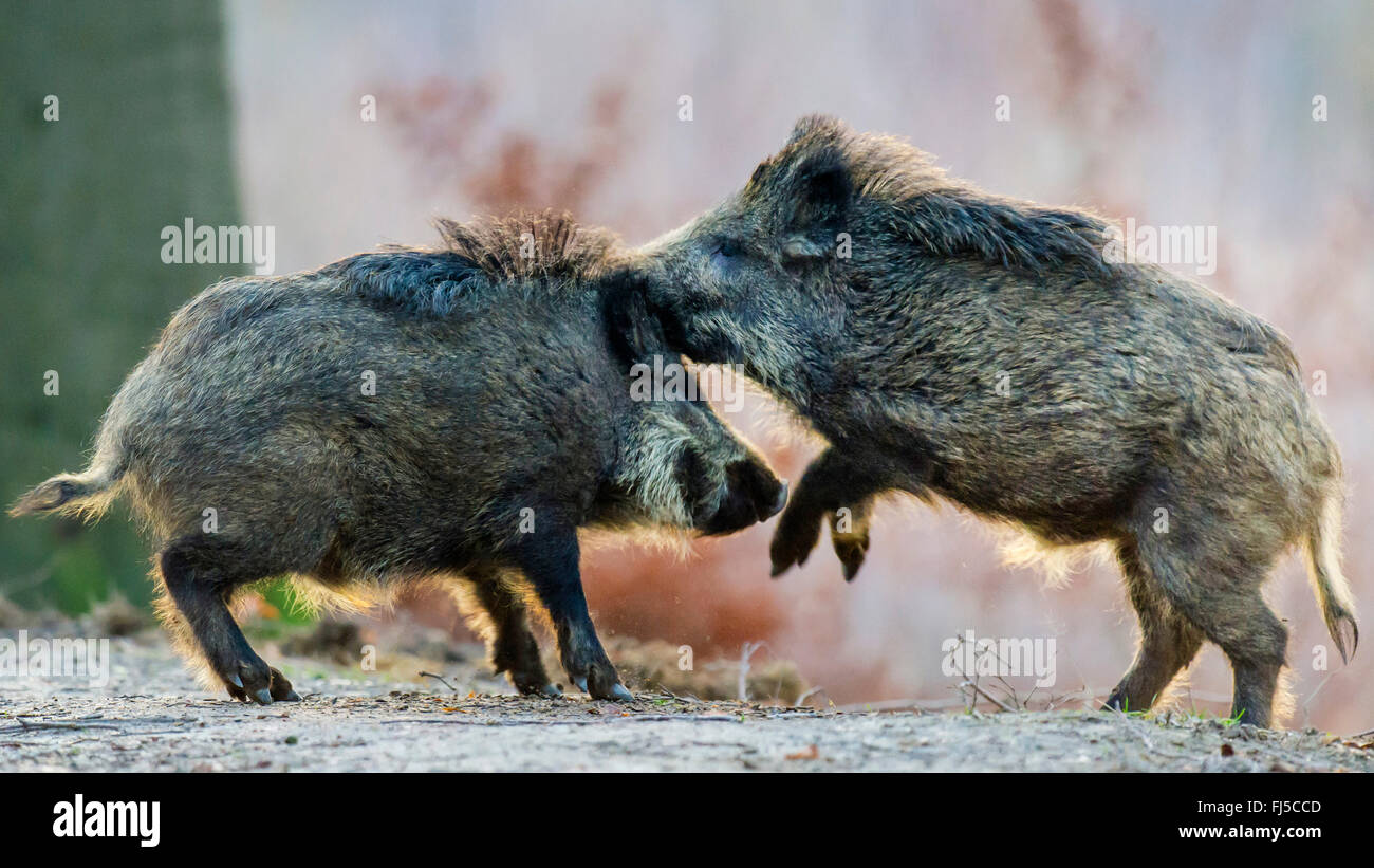Le sanglier, le cochon (Sus scrofa), deux sangliers, bagarre, Basse-Saxe, Allemagne Forêt de Teutoburg Banque D'Images