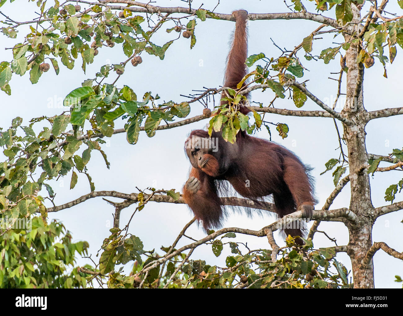 Orang-outan, l'orang-outan, l'orang-outang (Pongo pygmaeus), mâle adulte se nourrissant de figues dans le haut d'un arbre lors de la rivière Kinabatangan, Malaisie, Bornéo, Sabah Banque D'Images