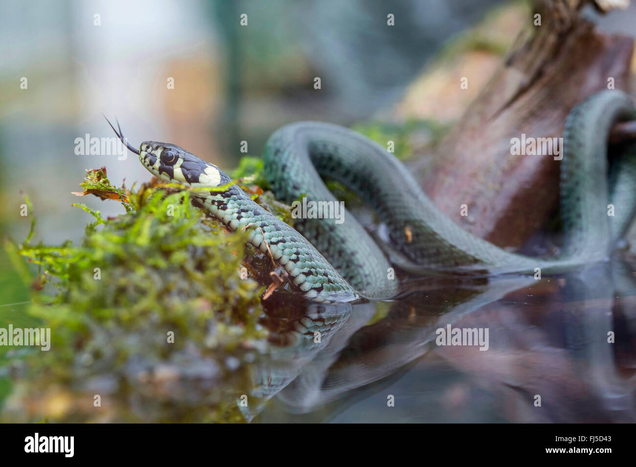 Couleuvre à collier (Natrix natrix), menaçant de proies dans l'eau, de l'Allemagne, de Bavière, Niederbayern, Basse-Bavière Banque D'Images