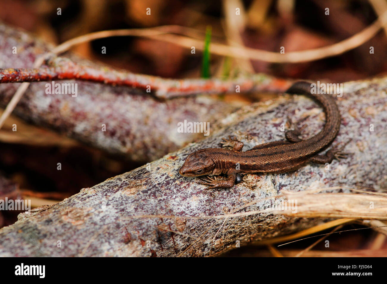 Lézard vivipare, lézard commun européen (Lacerta vivipara, Zootoca vivipara), un bain de soleil sur une branche, l'Allemagne, l'Oberschwaben Banque D'Images