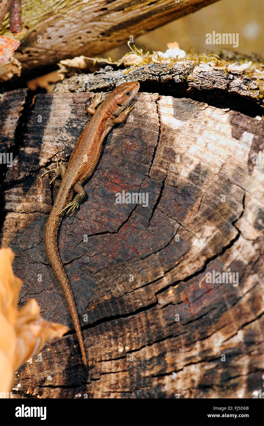 Lézard vivipare, lézard commun européen (Lacerta vivipara, Zootoca vivipara), un bain de soleil sur un arbre, l'Allemagne, des chicots souabe supérieure Banque D'Images
