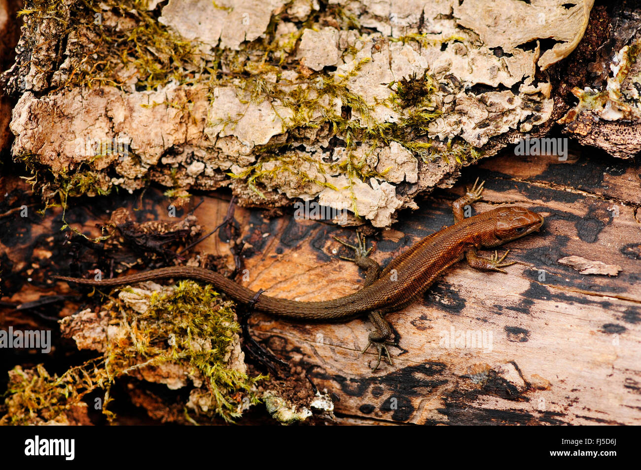 Lézard vivipare, lézard commun européen (Lacerta vivipara, Zootoca vivipara), sur le bois mort, l'Allemagne, l'Oberschwaben Banque D'Images
