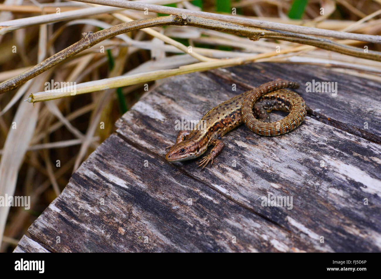 Lézard vivipare, lézard commun européen (Lacerta vivipara, Zootoca vivipara), un bain de soleil sur un arbre, l'Allemagne, des chicots souabe supérieure Banque D'Images