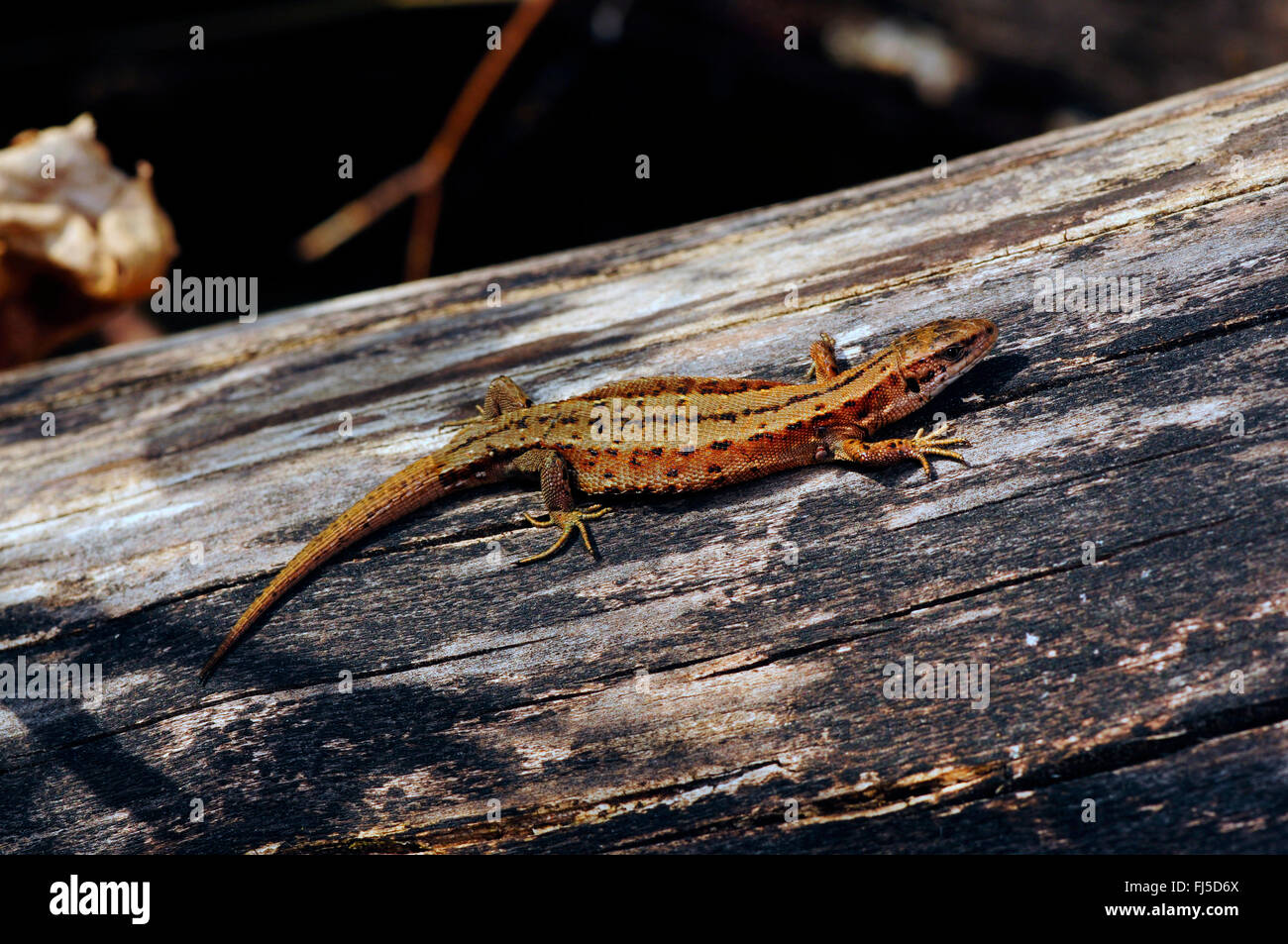 Lézard vivipare, lézard commun européen (Lacerta vivipara, Zootoca vivipara), un bain de soleil sur une branche, l'Allemagne, l'Oberschwaben Banque D'Images