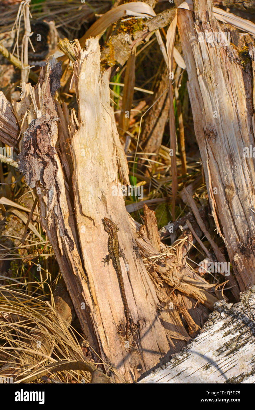 Lézard vivipare, lézard commun européen (Lacerta vivipara, Zootoca vivipara), un bain de soleil sur un arbre, l'Allemagne, des chicots souabe supérieure Banque D'Images