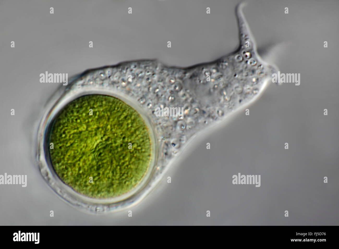Algue bleu-vert (Chroococcus spec.), amoeba ingéré l'algue bleu-vert Banque D'Images