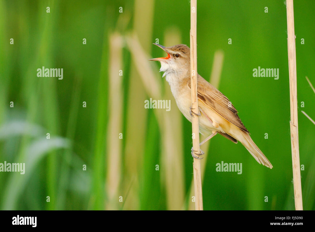 Grand reed warbler (Acrocephalus arundinaceus), la paruline de sexe masculin déclarant son territoire, le chant, l'Autriche, Burgenland, le parc national de Neusiedler See Banque D'Images