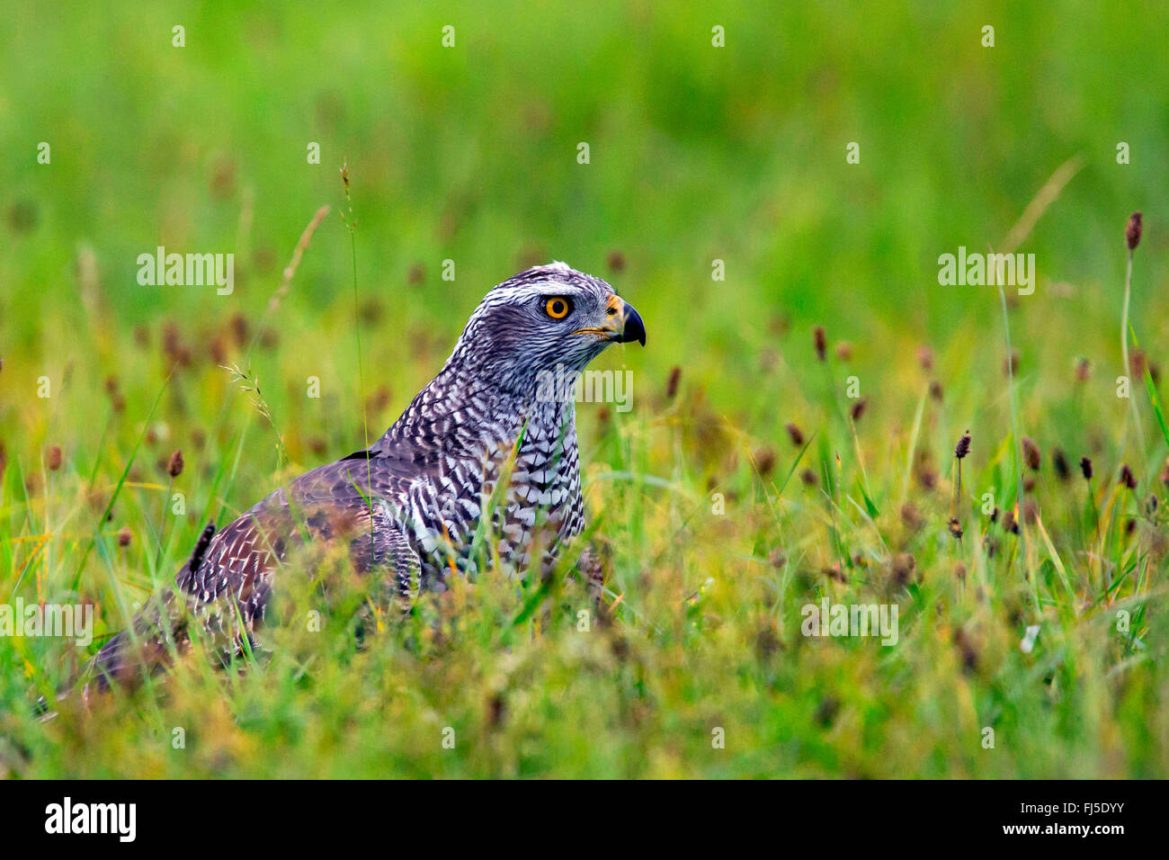 L'Autour des palombes (Accipiter gentilis), sur l'herbe sur les proies, vue de côté, l'Allemagne, Bavière, Niederbayern, Basse-Bavière Banque D'Images