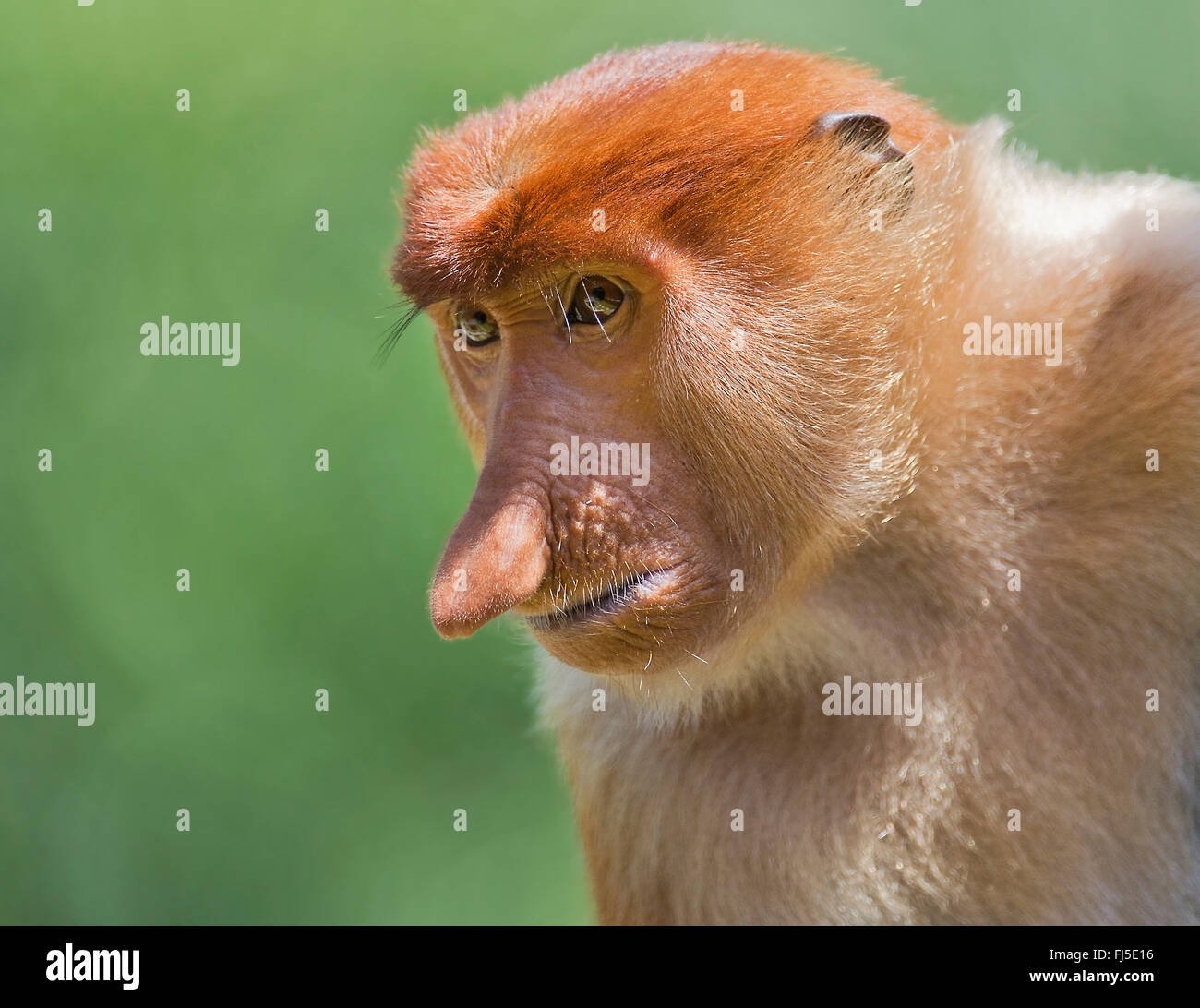 Proboscis Monkey (Nasalis larvatus), homme, Malaisie, Bornéo, Sabah Banque D'Images