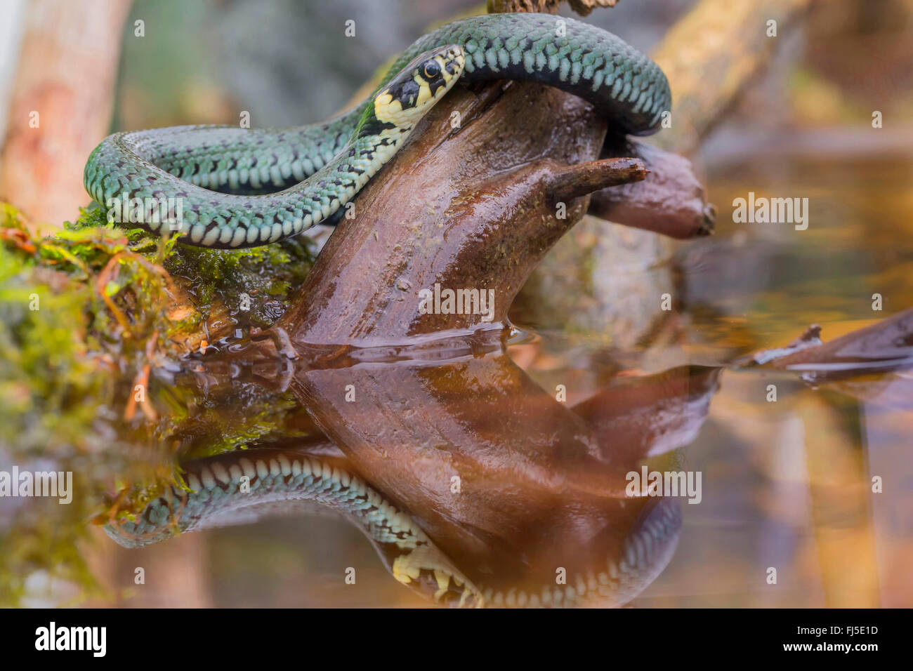 Couleuvre à collier (Natrix natrix), menaçant de proies dans l'eau, de l'Allemagne, de Bavière, Niederbayern, Basse-Bavière Banque D'Images