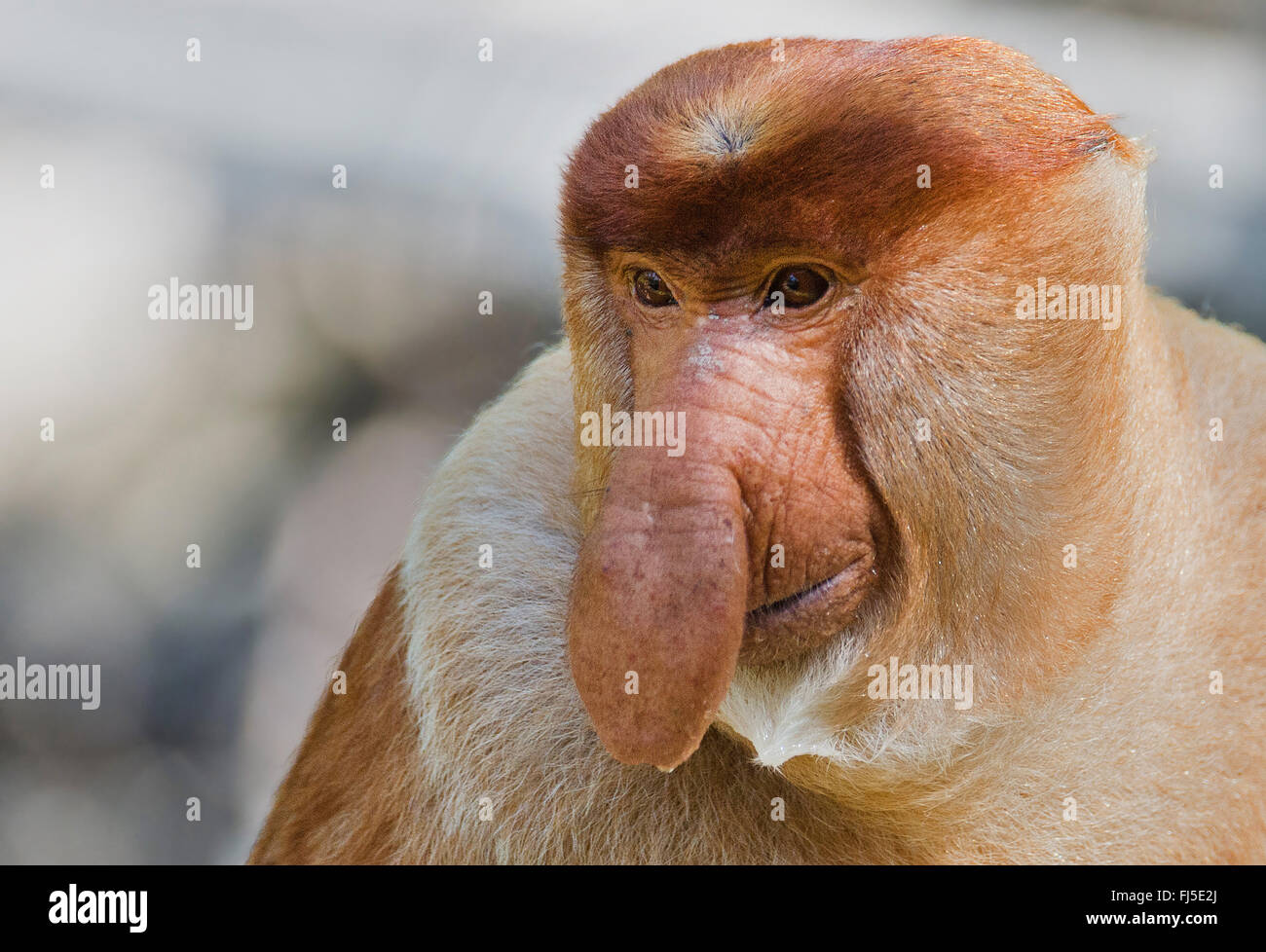 Proboscis Monkey (Nasalis larvatus), mâle adulte, Malaisie, Bornéo, Sabah, Labuk Bay Banque D'Images
