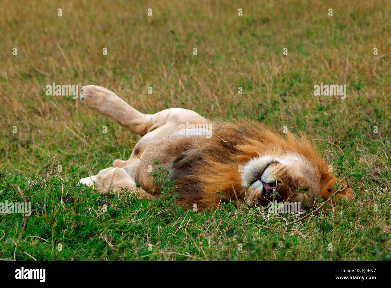 Lion (Panthera leo), dormir, Kenya, Masai Mara National Park Banque D'Images
