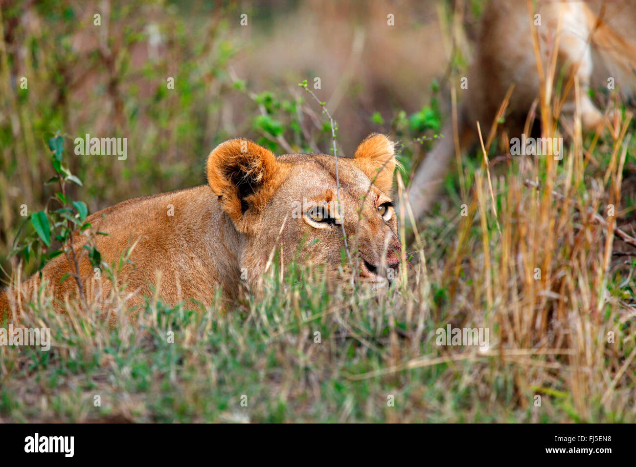 Lion (Panthera leo), la lionne se trouve en embuscade, Kenya, Masai Mara National Park Banque D'Images