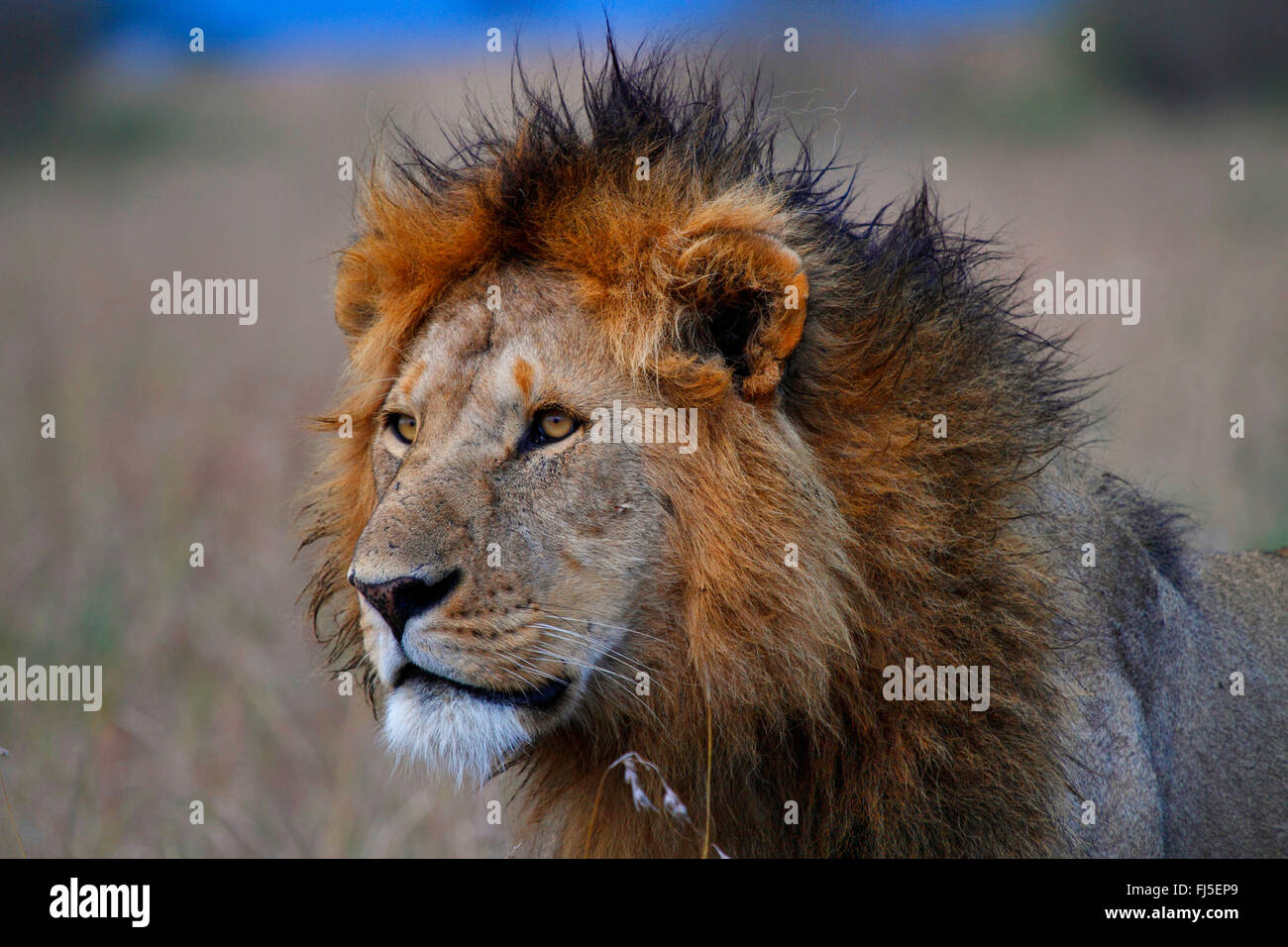 Lion (Panthera leo), portrait d'un homme, Kenya, Masai Mara National Park Banque D'Images