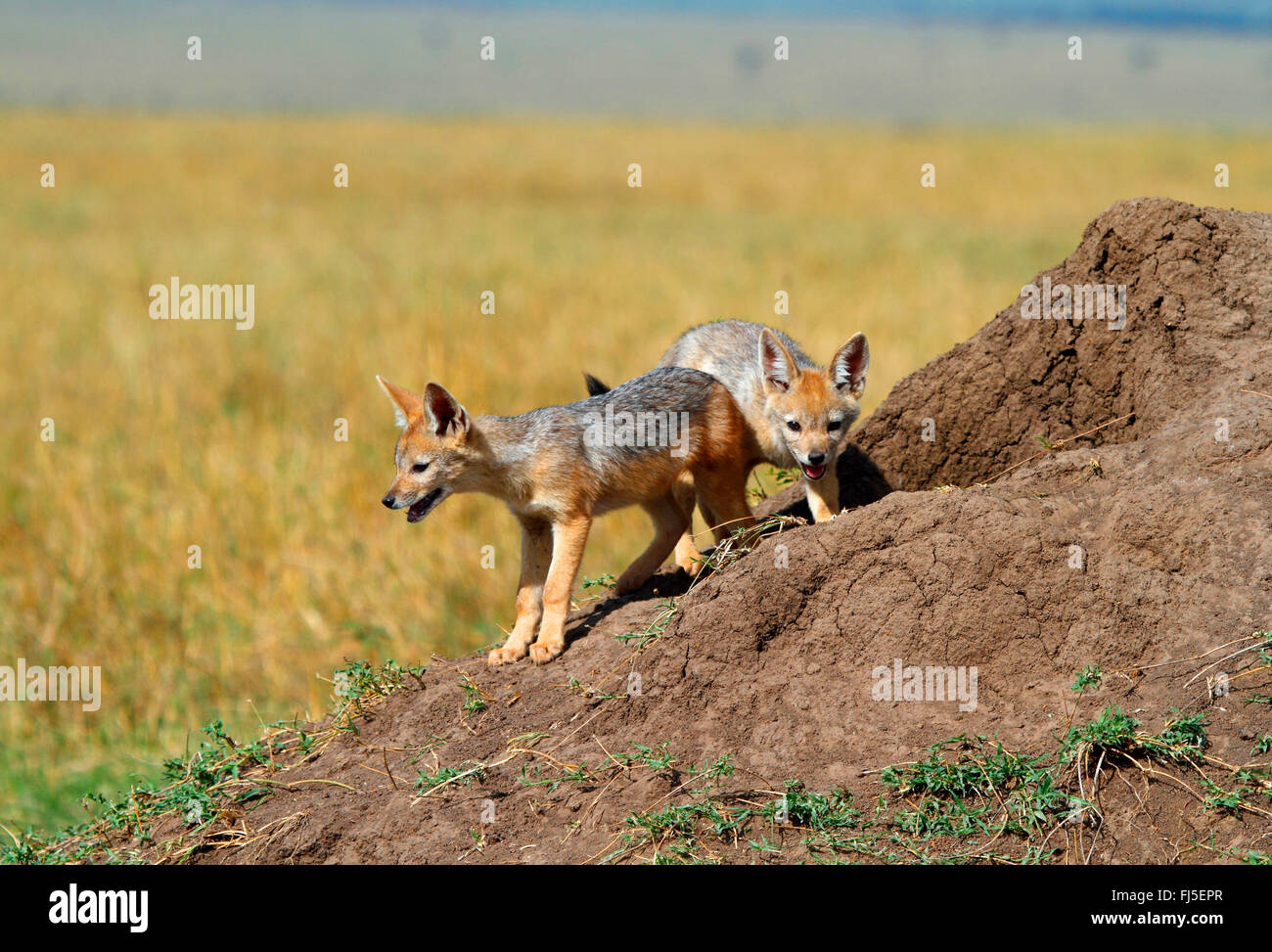 Le chacal à dos noir (Canis mesomelas), deux cub à leur tanière, Kenya, Masai Mara National Park Banque D'Images