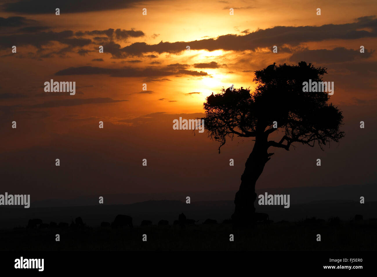 Coucher du soleil à Parc National de Masai Mara, Kenya, Masai Mara National Park Banque D'Images