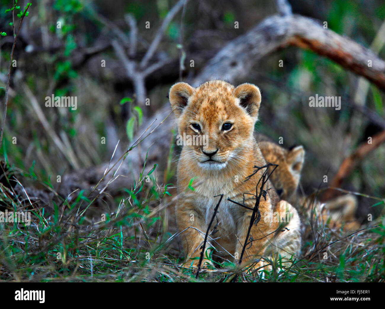 Lion (Panthera leo), Cub, Kenya, Masai Mara National Park Banque D'Images