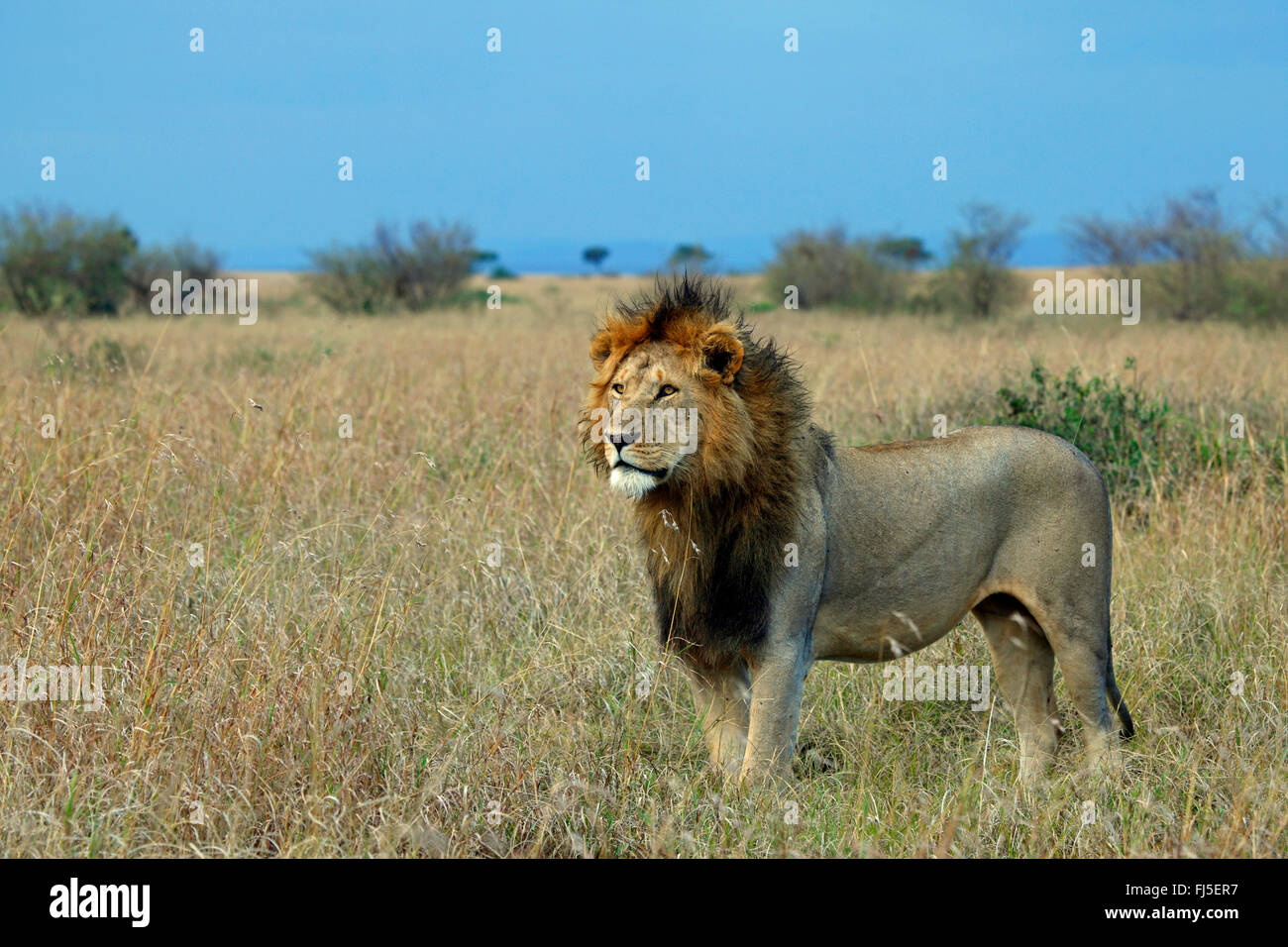 Lion (Panthera leo), l'homme se tient à Savannah, Kenya, Masai Mara National Park Banque D'Images