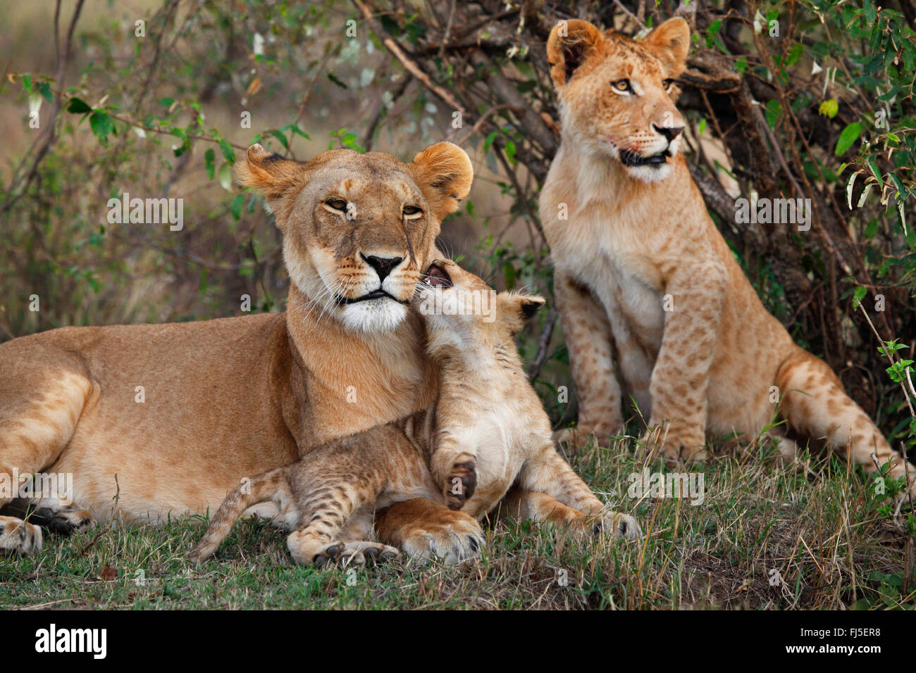 Lion (Panthera leo), lionne avec cub et juvéniles, Kenya, Masai Mara National Park Banque D'Images